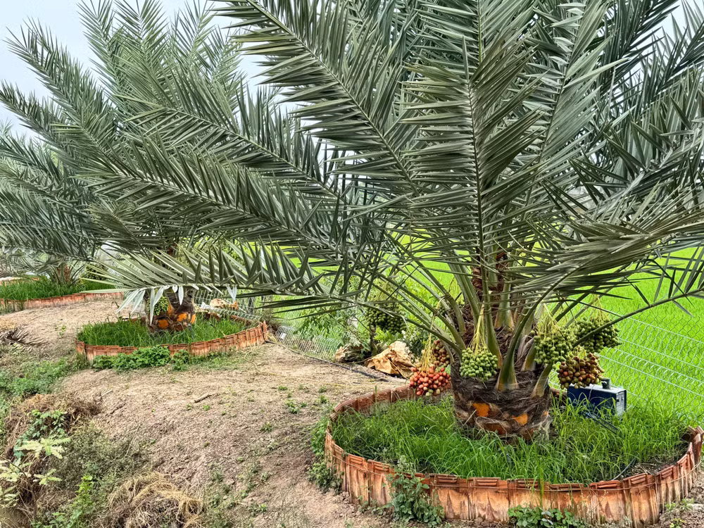 Khung cảnh ngỡ chỉ có trên phim ảnh ấy đang hiện diện ngay tại khu vườn của anh Đinh Nhựt Hòa, trở thành thỏi nam châm thu hút sự tò mò của khách thập phương. (Ảnh: Trí Trần)