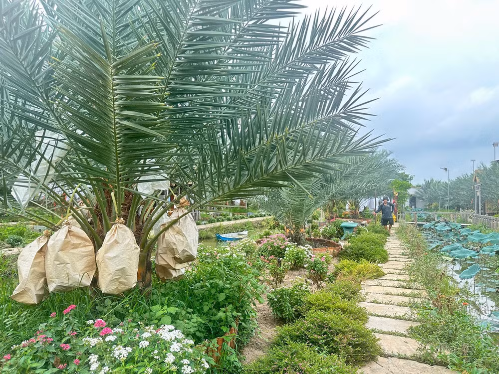 Những hàng cây thẳng tắp, bung lá xòe rộng như chiếc quạt khổng lồ, ôm lấy vô số buồng chà là lủng lẳng ánh lên sắc vàng óng ả và đỏ sậm quyến rũ. (Ảnh: Trí Trần)