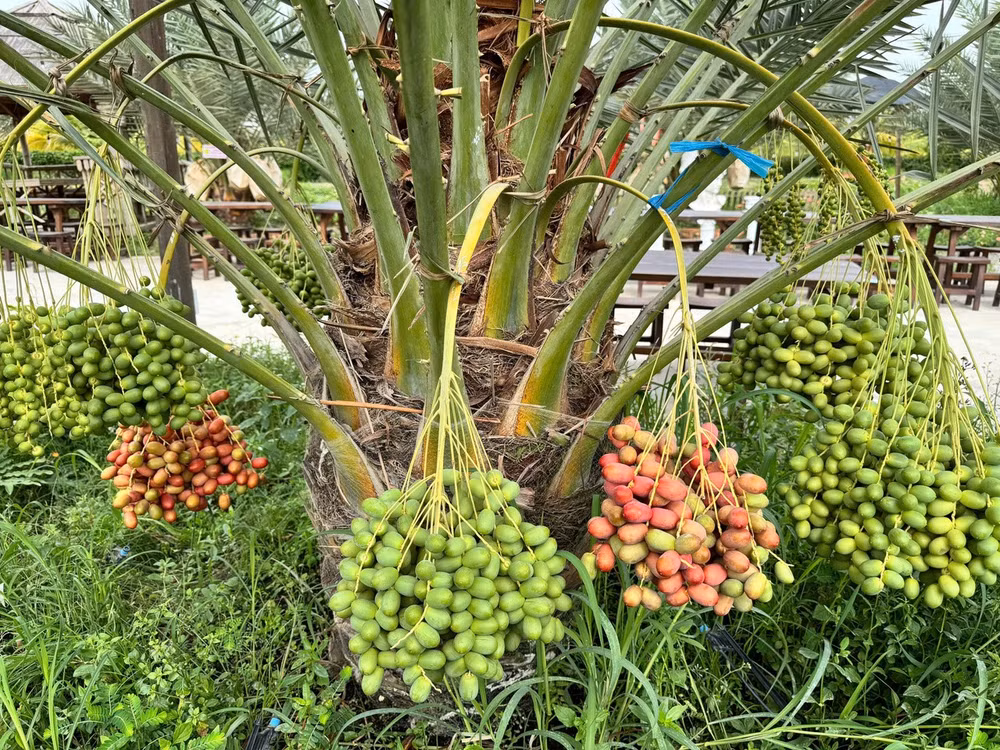 Sự xuất hiện của chúng không chỉ phá vỡ ranh giới về khí hậu mà còn thổi một luồng gió mới, tô điểm cho bức tranh nông nghiệp vùng biên viễn thêm phần rực rỡ. (Ảnh: Trí Trần)