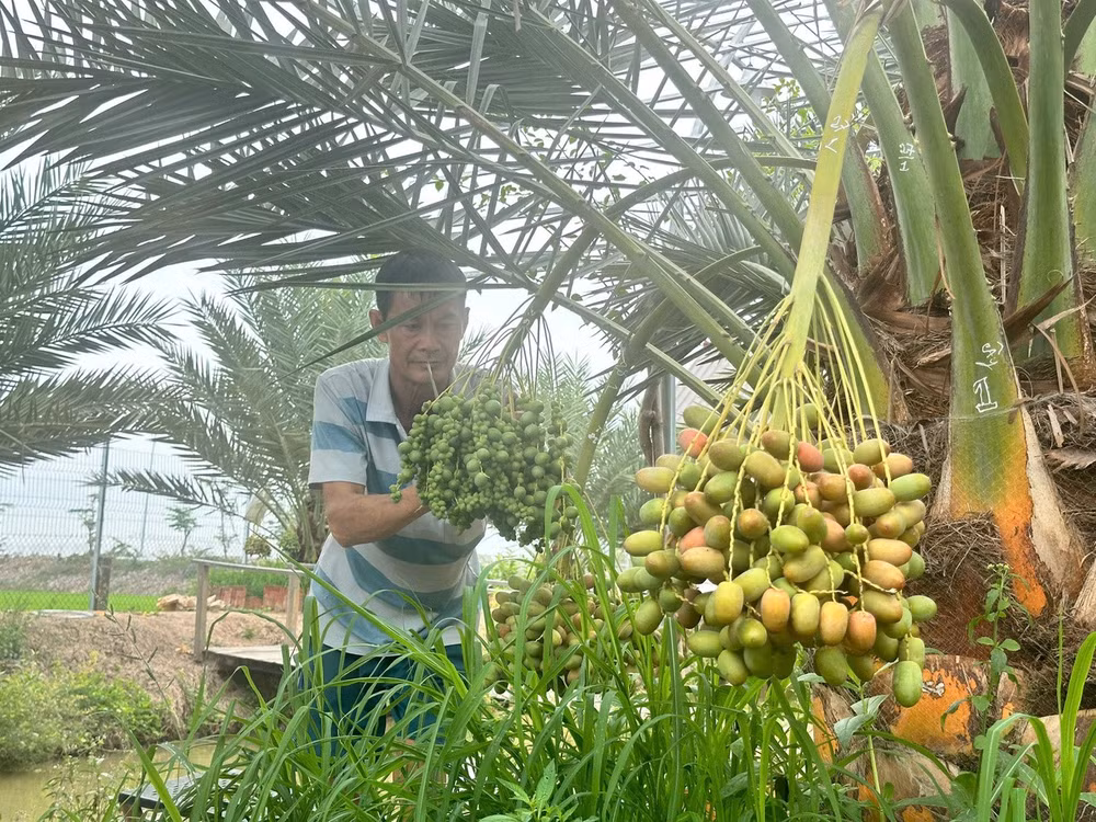 Từ vài chục gốc ban đầu, hiện khu vườn đã sở hữu hơn 100 cây chà là cấy mô có nguồn gốc Trung Đông, gồm giống Barhi (trái vàng) và Khenaizy (trái đỏ) nổi tiếng với vị ngọt thanh, giòn rụm và mọng nước. (Ảnh: Trí Trần)