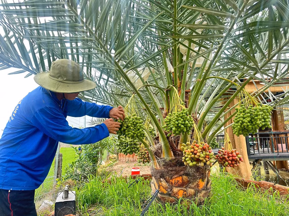 Chà là không kén đất, nhưng để cây đơm hoa kết trái đầm đìa là cả một nghệ thuật chăm sóc vô cùng kỳ công. Anh Đỗ Thanh Song – người trực tiếp bắt mạch cho vườn cây nhiều năm qua nói công việc này đòi hỏi sự tỉ mỉ như chăm con mọn."Cực nhất là khâu thụ phấn và tuyển trái. Cây chà là đầy gai góc, phải cắt trụi gai mới can thiệp làm bông được. Thụ phấn phải me đúng ngày nắng ráo mới đậu quả cao. Sau 45 ngày, lại phải kiên nhẫn lặt bỏ từng trái đèo, trái méo để những quả giữ lại được tròn trịa, lên màu chuẩn nhất." (Ảnh: Trí Trần)