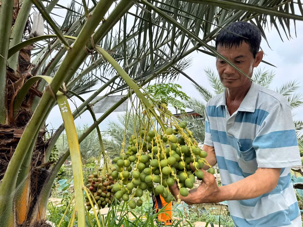 Chị Lê Ngọc Trân (Cao Lãnh) và anh Nguyễn Hoàng Phương (Sa Đéc) vừa đặt chân đến vườn đã phải thốt lên kinh ngạc: "Nhìn trên mạng đã thấy lạ, tới nơi còn ấn tượng hơn. Thật khó tin ở vùng biên Đồng Tháp lại có cả một vườn chà là đẹp như tranh vẽ thế này!" anh Phương tâm sự. (Ảnh: Trí Trần)