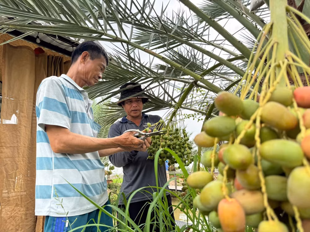 Sự kỳ công ấy cuối cùng cũng được đền đáp bằng những con số ấn tượng. Mỗi cây chà là trưởng thành có thể gánh trên mình 150kg trái/năm, chia làm 3 vụ với 8-10 buồng mỗi đợt. Hiện tại, vườn duy trì 5 cây đực chuyên để lấy phấn. Bước sang năm thứ 4, năng suất cây đã đi vào quỹ đạo ổn định. Với mức giá đắt đỏ từ 300.000 - 450.000 đồng/kg, anh Hòa nhẩm tính vụ này có thể thu về hơn 3 tấn trái, mang lại nguồn lợi nhuận vượt xa cây lúa truyền thống. (Ảnh: Trí Trần)