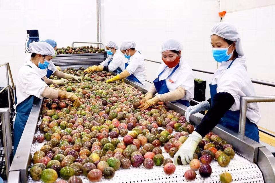 Chế biến trái cây xuất khẩu tại Công ty CP Thực phẩm xuất khẩu Đồng Giao - Chi nhánh Gia Lai. Ảnh Đức Thụy