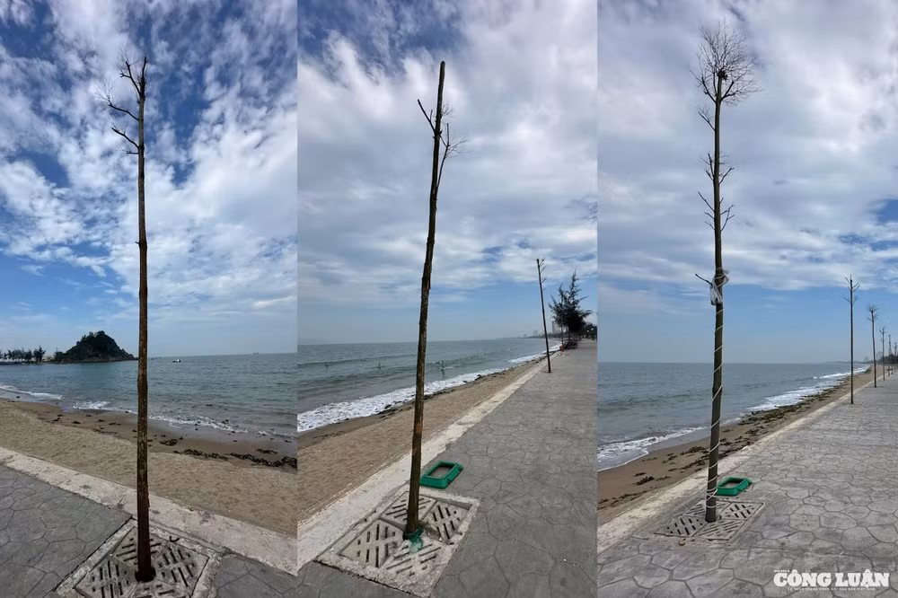 cây xanh cửa lò