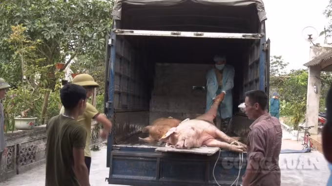 Tiêu hủy lợn mắc dịch tả tại xã Hưng Long, huyện Yên Lập.