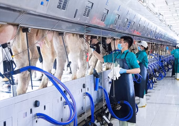 Dàn vắt sữa tự động có thể tiếp nhận hơn 200 cô bò/ lần vắt