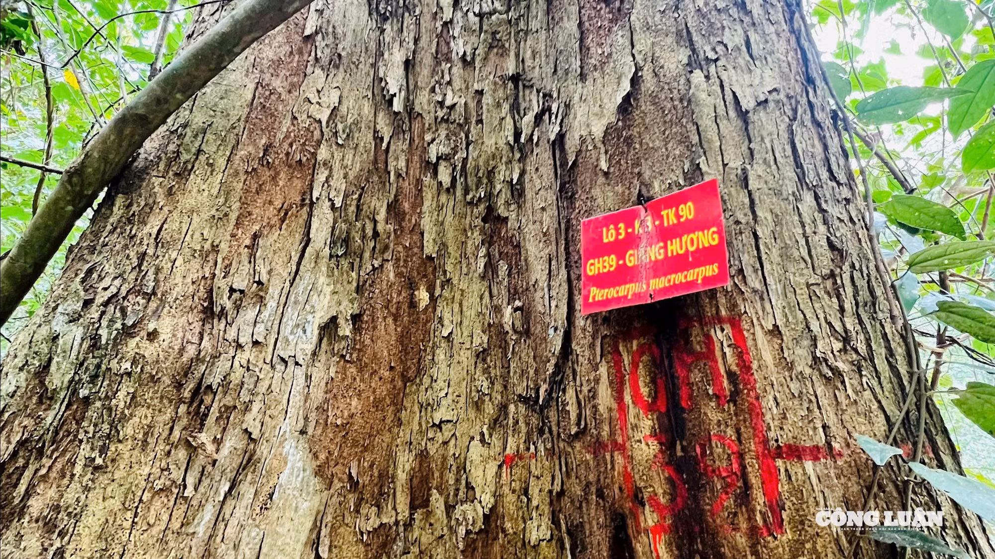 Cây hương được xếp vào nhóm I, đặc biệt những cây hương ở Krong có đường kính khổng lồ, mùi thơm nhẹ, vân đẹp. Nếu tính về giá trị thị trường, mỗi cây hương có giá vài tỷ đồng (ảnh Trần Hiền)