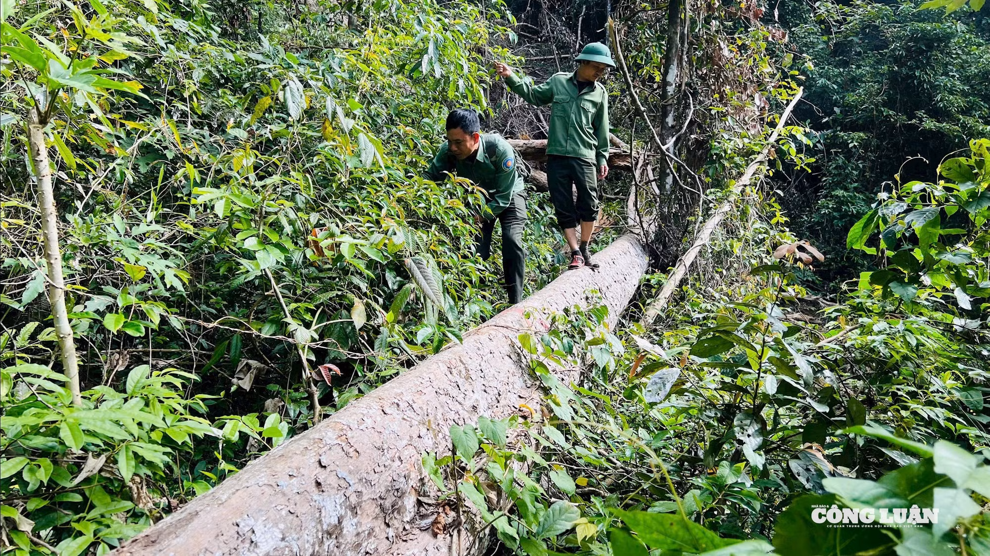 Với số lượng và đường kính trên thì rừng hương ở xã Krong là khu rừng độc nhất ở tỉnh Gia Lai và hiếm hoi trên cả nước (ảnh Trần Hiền)