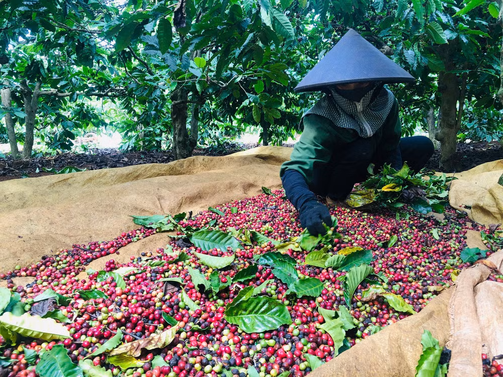 gia lai ca phe duoc mua duoc gia nguoi dan van dung ngoi khong yen vi trom hoanh hanh hinh 2