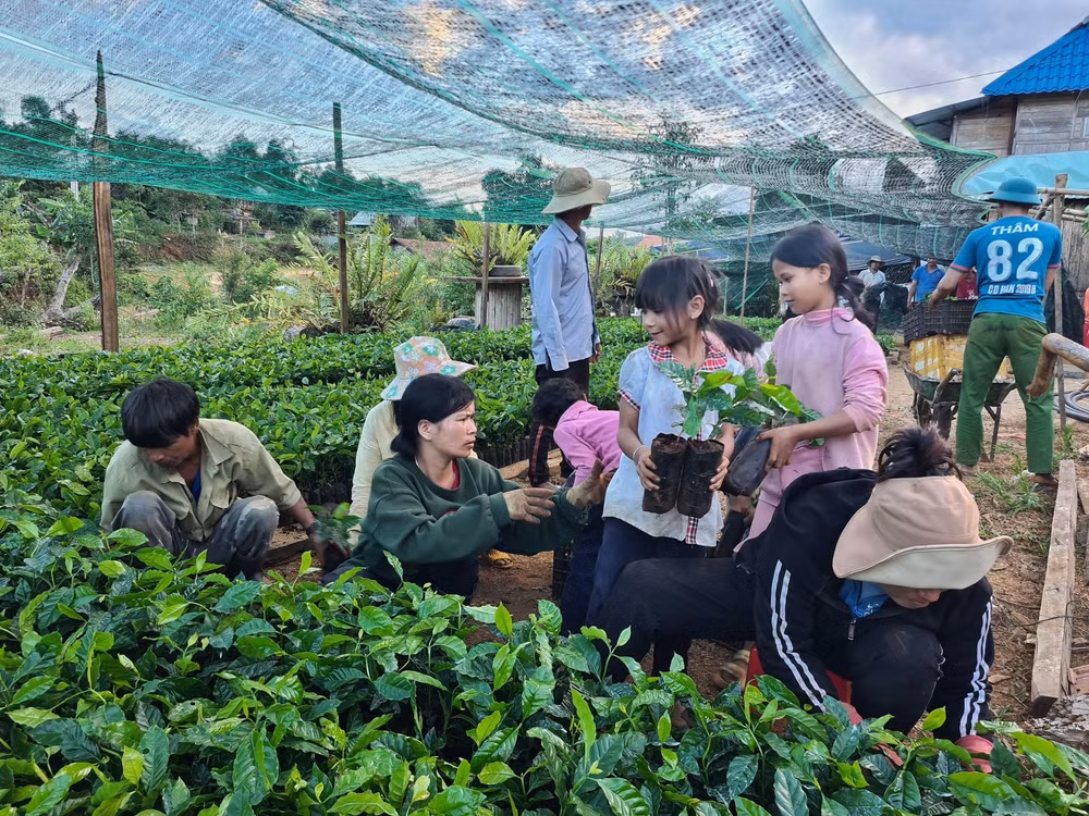kon tum phat trien nang tam cay ca phe xu lanh theo huong hien dai ben vung hinh 4