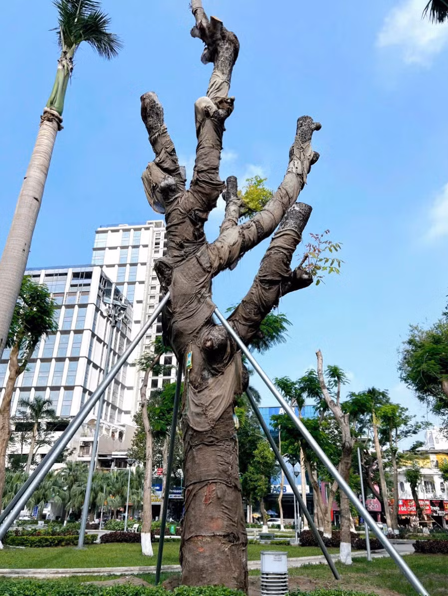 nhanh chong khoi phuc mang xanh dai trung tam thanh pho hai phong hinh 2