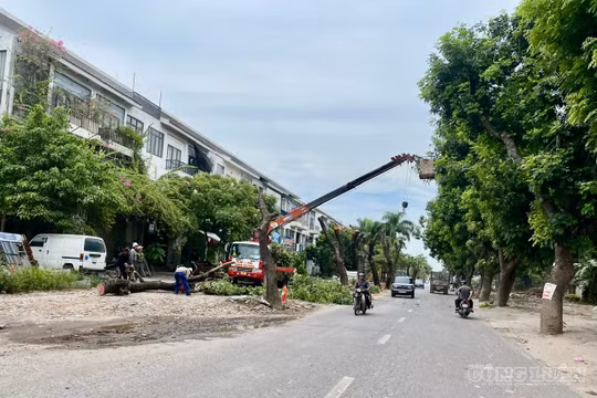 Hà Nội: Chặt hạ, đánh chuyển hàng cây xà cừ cổ thụ để mở rộng đường 70 