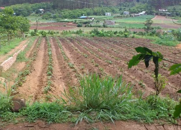 da nang canh bao ve dich vu chuyen dat nong nghiep sang dat o hinh 1