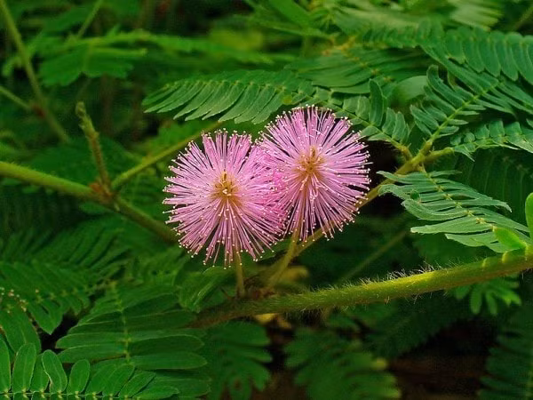 cac bai thuoc dan gian tri dau dau mat ngu hau covid hinh 3