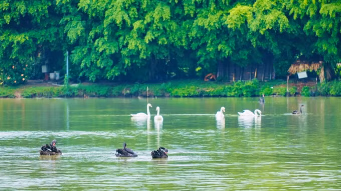 chim cong vit troi thien nga lam to trong khu do thi ecopark hinh 6