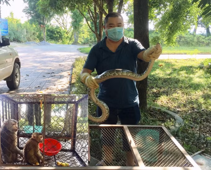 Cán bộ phụ trách chăm sóc, cứu hộ kiểm tra sức khỏe cho các cá thể động vật trước khi tái thả.