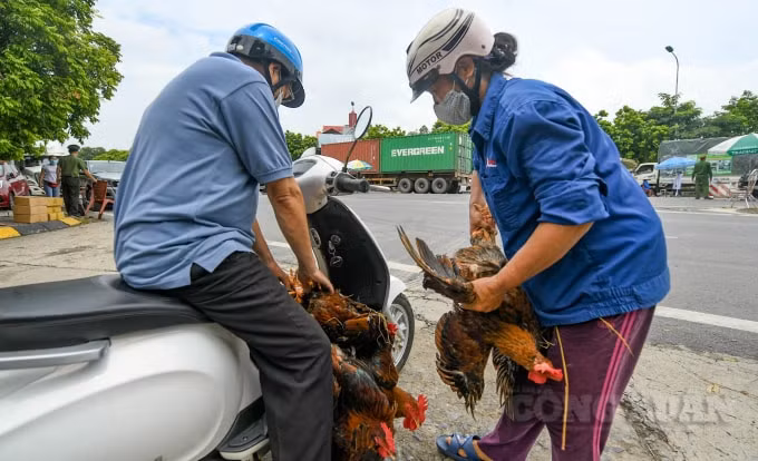 Tại chốt kiểm soát, người dân Hà Nội và Vĩnh Phúc tập kết nhiều nông sản, gia cầm để trung chuyển.