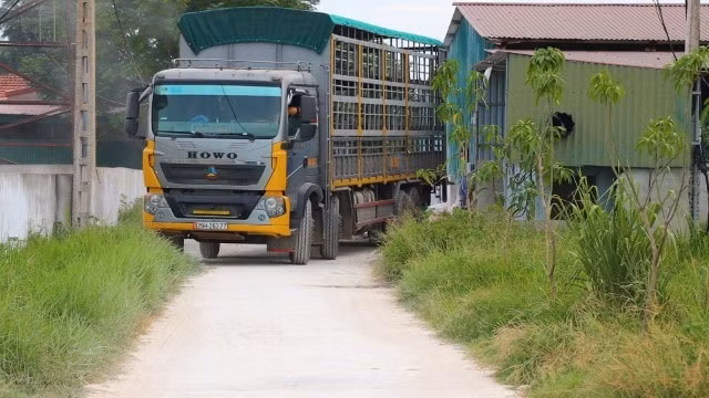 Công ty TNHH Khánh Giang phải di chuyển toàn bộ đàn lợn lợn ra khỏi trang trại trước 18h, ngày 20/8/2021