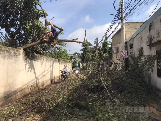 Đến sáng 23/8, công tác thu dọn cây xanh ngã đổ vẫn chưa hoàn tất, giao thông ở nhiều tuyến đường ở TP. Biên Hòa chưa thông suốt,
