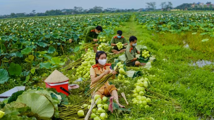 Theo tìm hiểu thì bình thường giá mỗi bó sen ngày bình thường bán ra 50.000 đến 70.000 đồng, nhưng thời điểm đang diễn ra dịch COVID-19 thì người dân ở đây chỉ bán từ 25.000 đồng/ 1 bó sen, mặc dù vốn đầu tư và công bỏ ra rất lớn.(Ảnh PT)