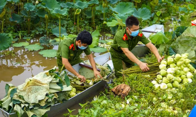 Các chiến sĩ công an tiến hành thu gom sen sau khi được thu hoạch từ ruộng.(Ảnh PT)