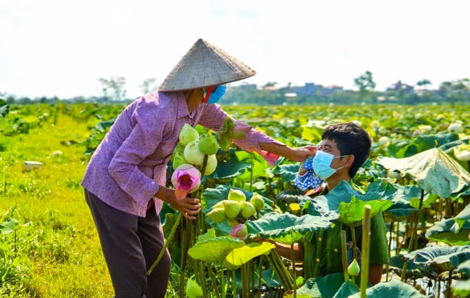 Nhiều người dân cho biết, nhờ sự giúp đỡ của công an huyện Ứng Hòa nên việc thu hoạch sen tiến hành thuận lợi hơn, rất cảm ơn hoạt động ý nghĩa này của đoàn thanh niên Công an huyện Ứng Hòa.(Ảnh PT)