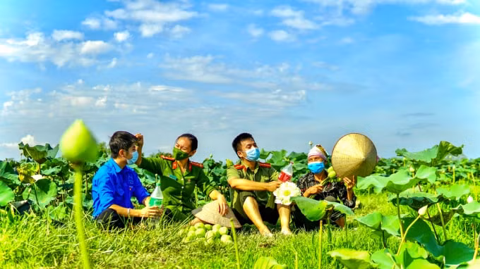 Sen được trồng tại đây chủ yếu là sen Quan Âm - Trung Tú, một loại sen nổi tiếng của vùng nơi đây.(Ảnh PT)