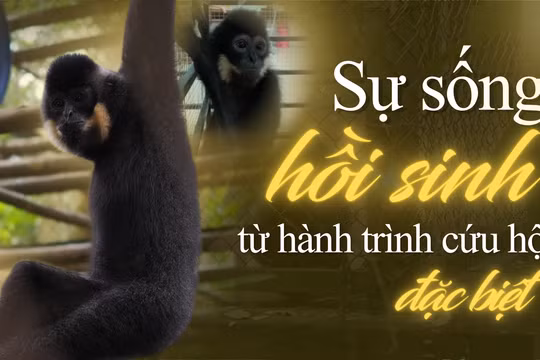 Sự sống hồi sinh từ hành trình cứu hộ đặc biệt 