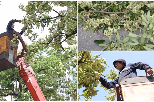 Hà Nội cắt tỉa hoa sữa: Người vui vẻ đón nhận, người tiếc nuối nhặt về cắm
