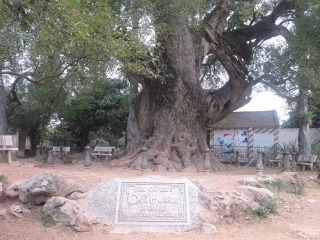 chiem nguong cay da huong nghin tuoi o bac giang hinh 2