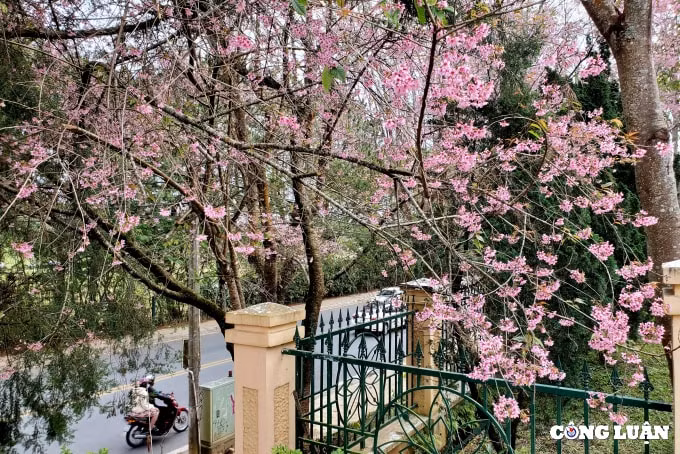 mai anh dao da lat niu chan du khach trong ngay cuoi nghi tet hinh 3