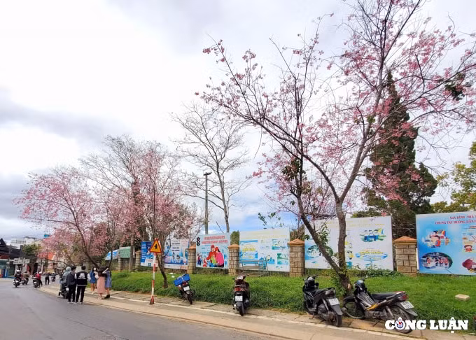 mai anh dao da lat niu chan du khach trong ngay cuoi nghi tet hinh 7