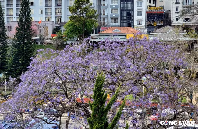 mai anh dao da lat niu chan du khach trong ngay cuoi nghi tet hinh 13