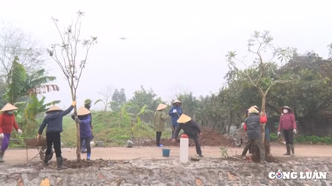 ninh binh phat dong tet trong cay doi doi nho on bac ho hinh 3