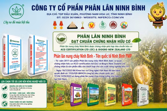 Phân lân Ninh Bình đồng hành cùng nhà vườn nâng giá trị sầu riêng Đắk Lắk