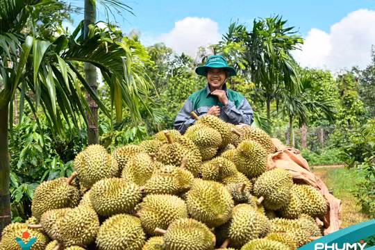 Dấu ấn đậm nét của Phú Mỹ tại Lễ hội Sầu riêng Đắk Lắk 2026