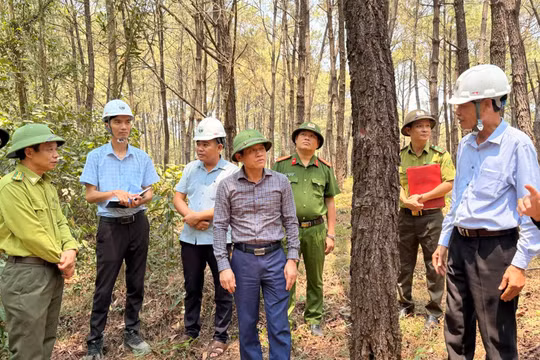 Giữ màu xanh cho đất, vun đắp tương lai từ những cánh rừng Đường 9
