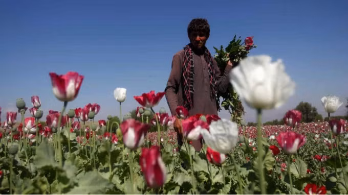 hoat dong buon ban ma tuy khong lo cua afghanistan co the se tiep tuc duoi thoi taliban hinh 1
