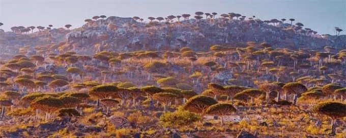 socotra ve dep sieu thuc cua dao cay huyet rong hinh 1