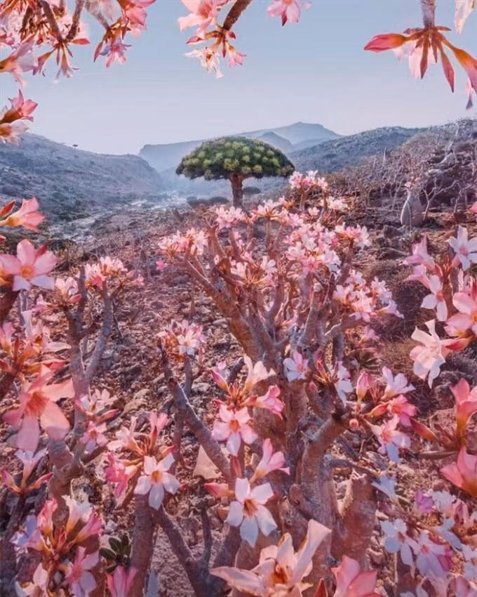 socotra ve dep sieu thuc cua dao cay huyet rong hinh 2