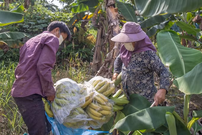 lao cai tiep tuc xuat khau chuoi qua tuoi sang thi truong trung quoc hinh 1