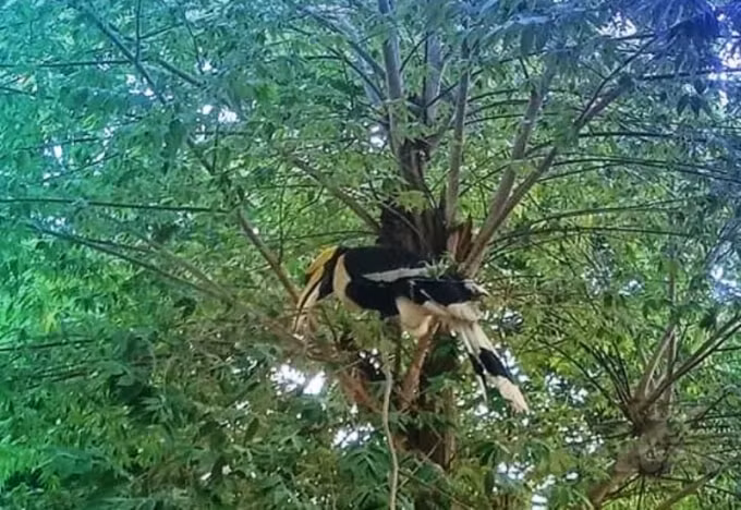 lan dau chim hong hoang xuat hien o xa bien gioi tinh an giang hinh 2