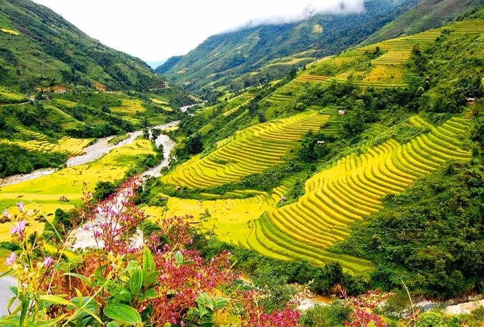 sac thu vang da ve tren nhung canh dong lua bac thang cua vung tay bac hinh 3