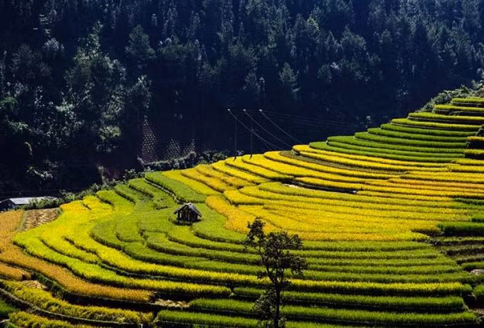 sac thu vang da ve tren nhung canh dong lua bac thang cua vung tay bac hinh 1