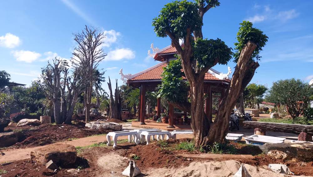 pleiku gia lai biet phu trai phep ngang nhien ton tai sau hang loat quyet dinh cuong che hinh 2