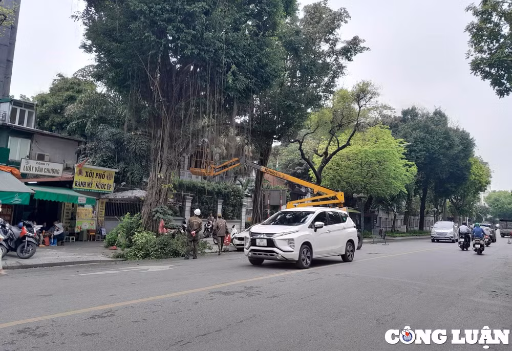 ha noi nom nop noi lo cay xanh gay do mua mua bao hinh 3