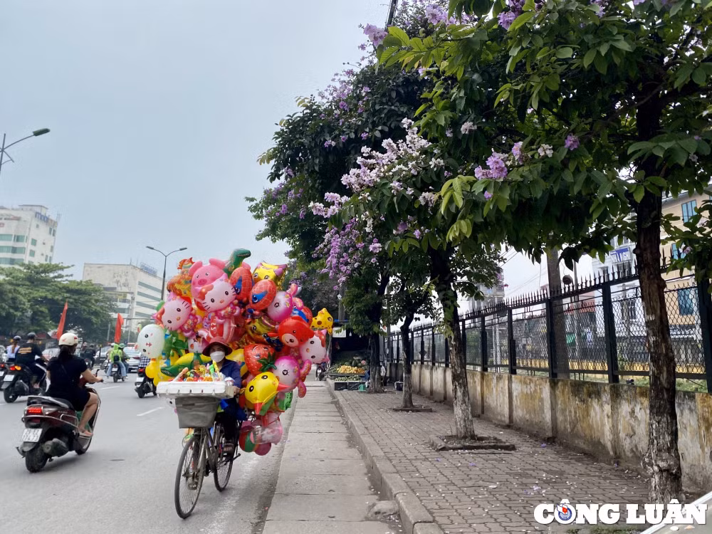 hoa bang lang dua nhau khoe sac tim khap duong pho thu do ha noi hinh 11