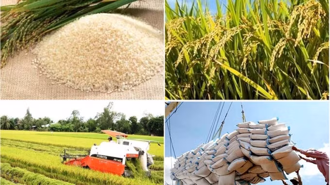 Xuất khẩu nông nghiệp 6 tháng đầu năm 2021 tăng trưởng ấn tượng. Ảnh minh họa