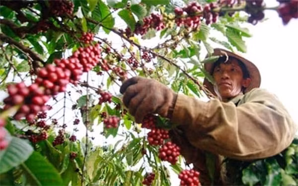 Giá cà phê hôm nay không thay đổi nhiều tại hầu hết các vùng trồng trọng điểm